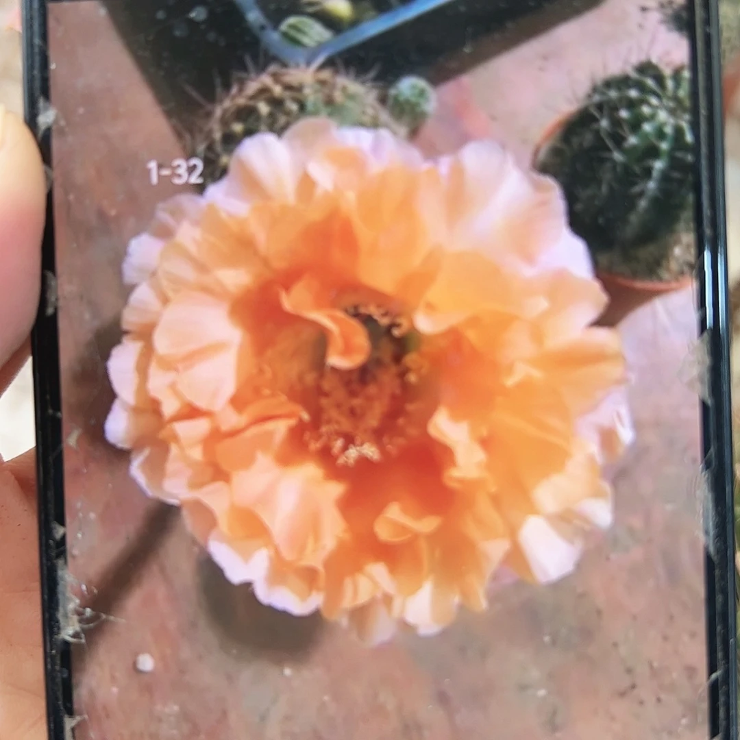 彩草青青1-32号8公分左右