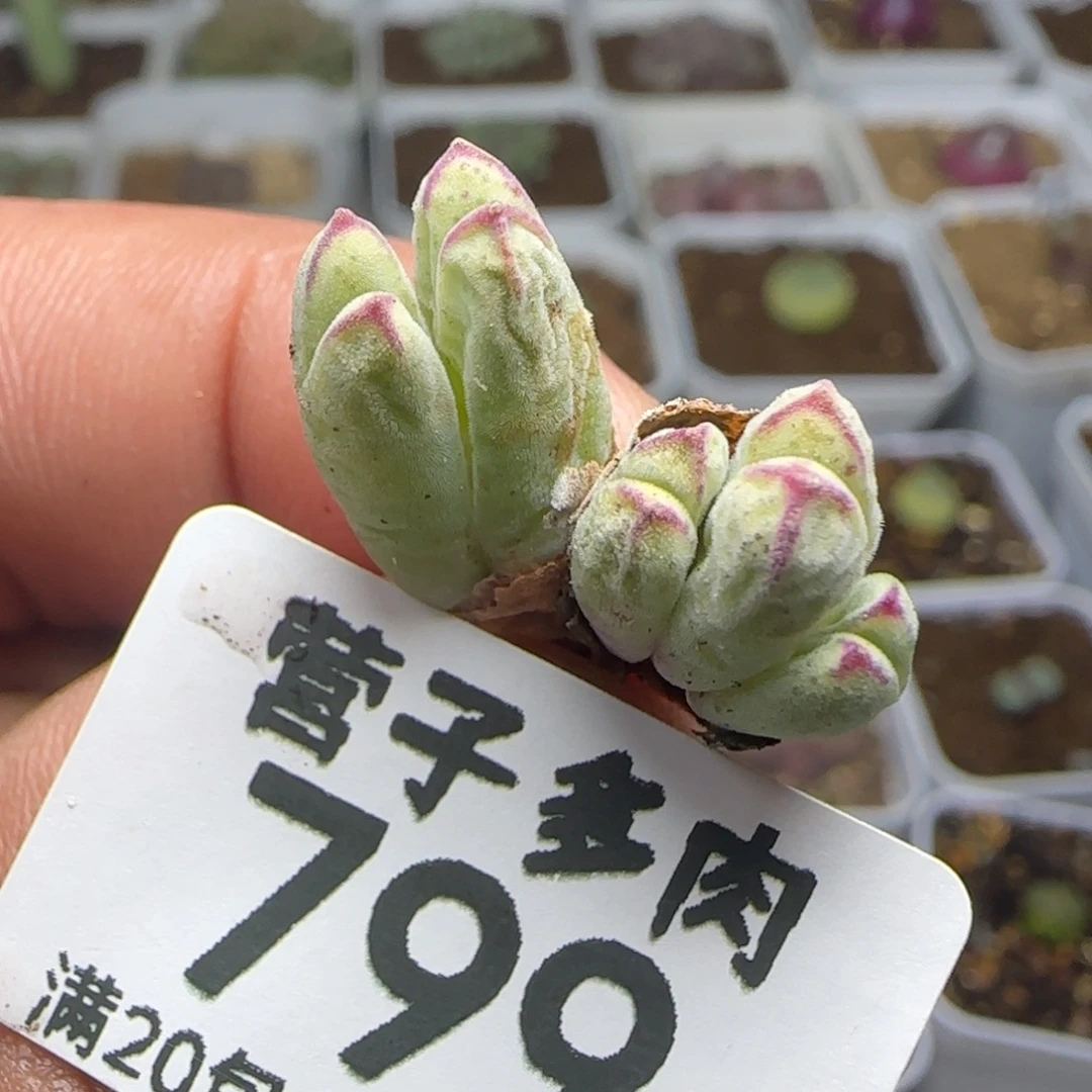 猪蹄5头。    985。