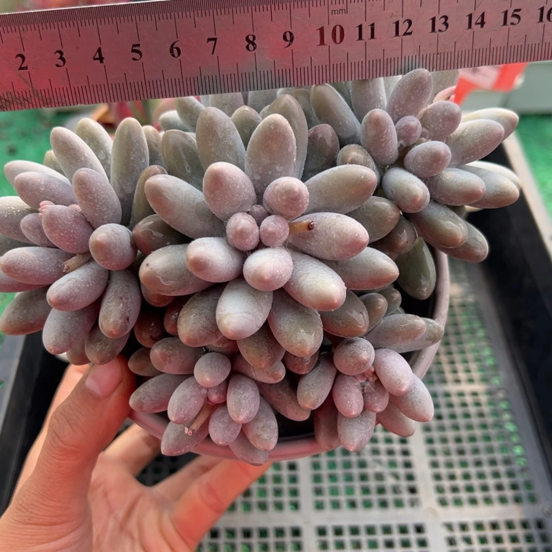 表妹精品多肉植物73.