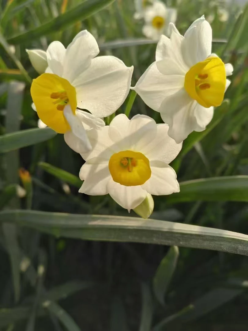 正宗漳州水仙花种球浓香室内水培四季花卉盆栽