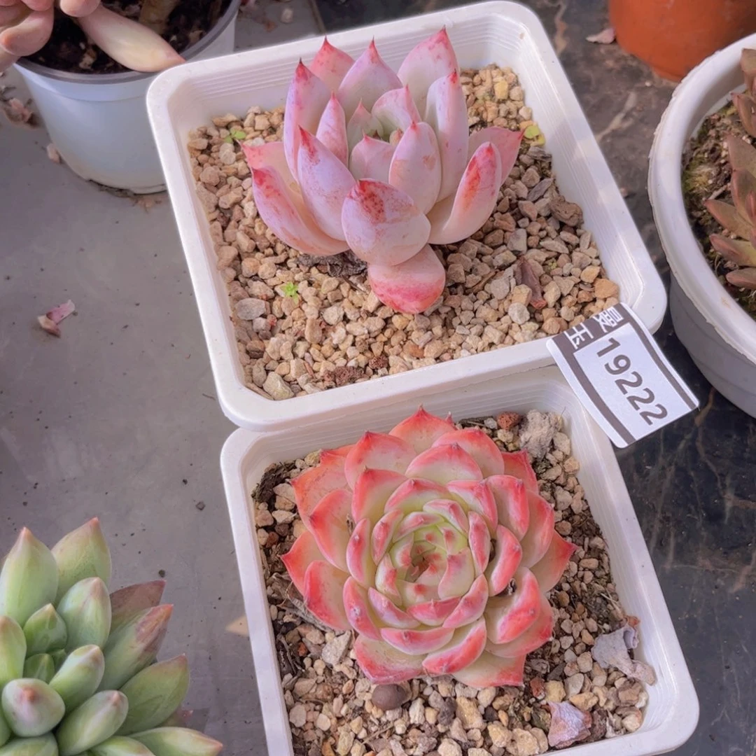 两颗多肉植物19222
