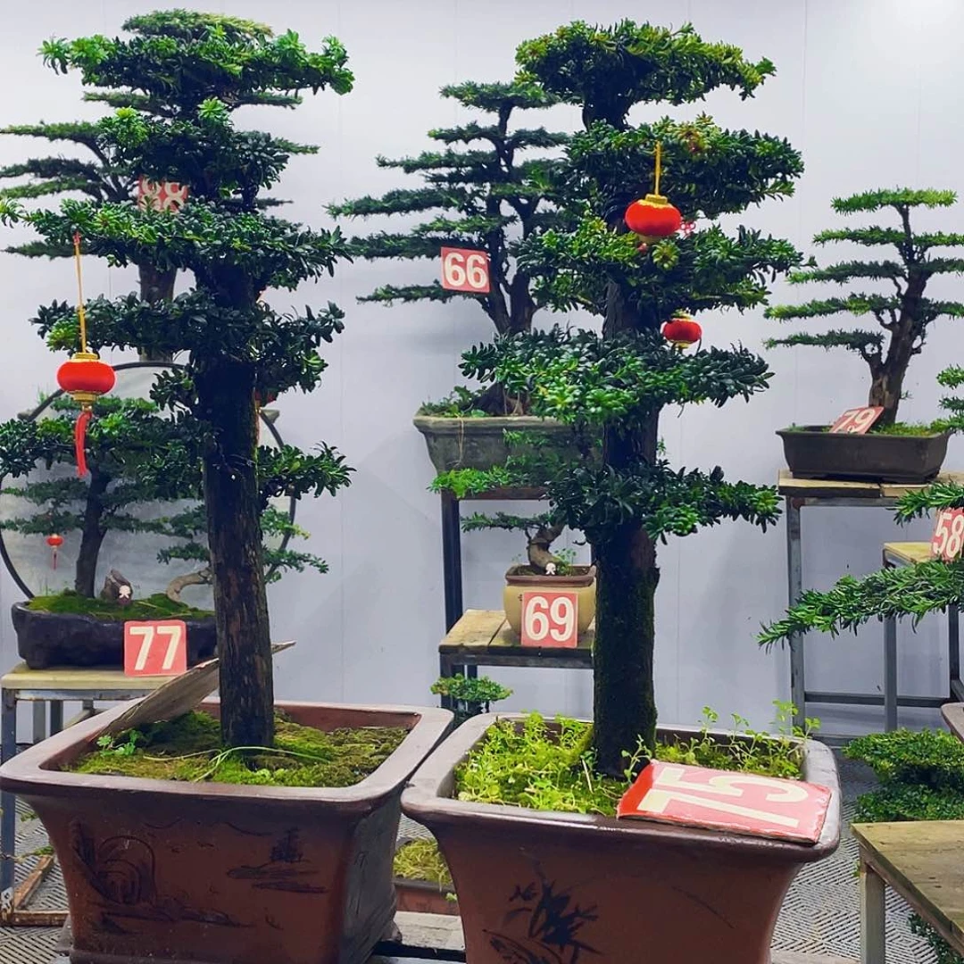 无花朵红芽珍珠罗汉松