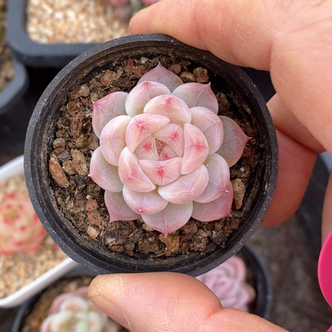 精品多肉一物一拍不包整177