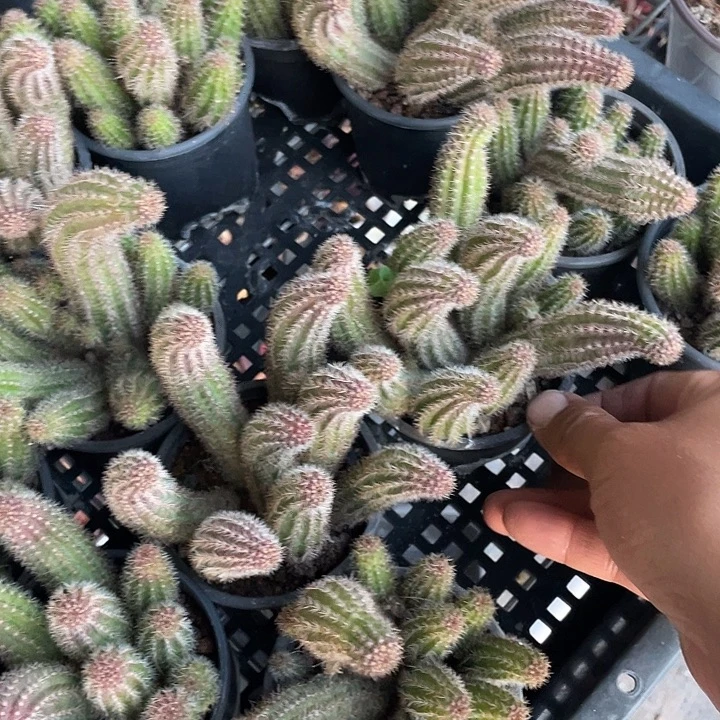 玫红色白檀带盆发货