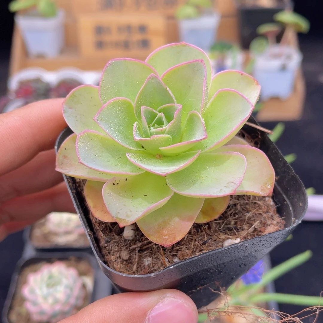 帕尔马玫瑰多肉9.9包邮发货