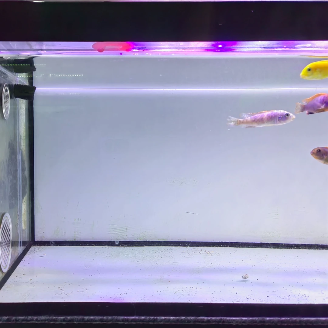 三湖慈鲷33号缸 11条 超值套餐