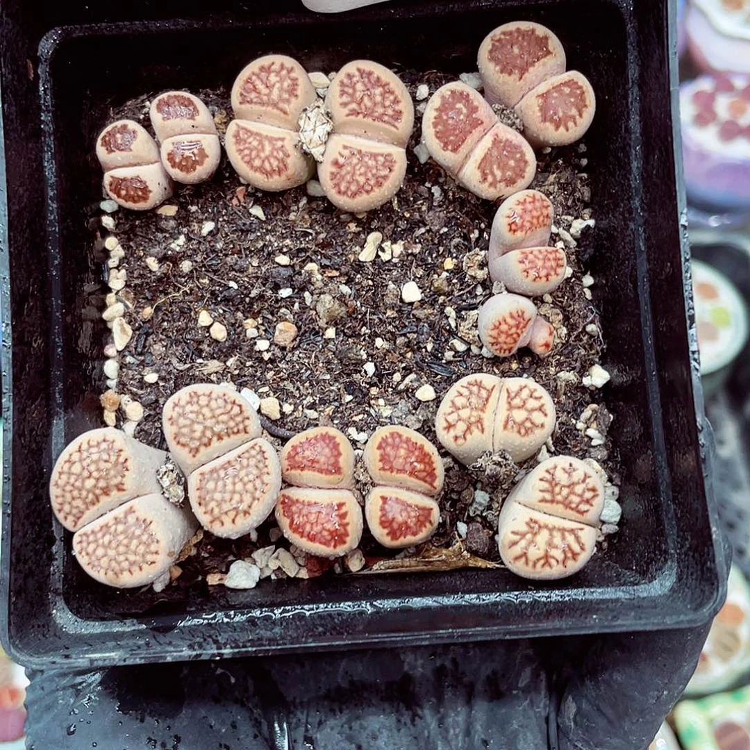 生石花18包邮0919-156