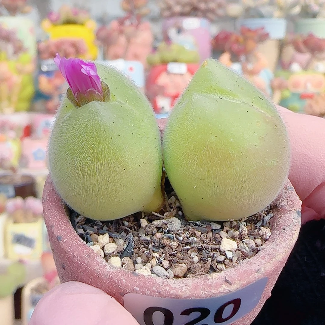 L 肥美蟹钳毛翠 盆口3cm