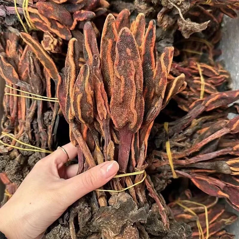 缅甸野生回纯草 蛇弧菌文王一支笔菌菇干