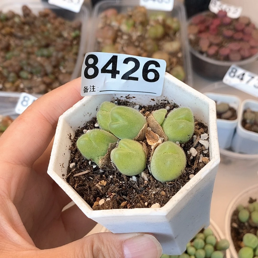 8426毛脆滴龙卡咯
