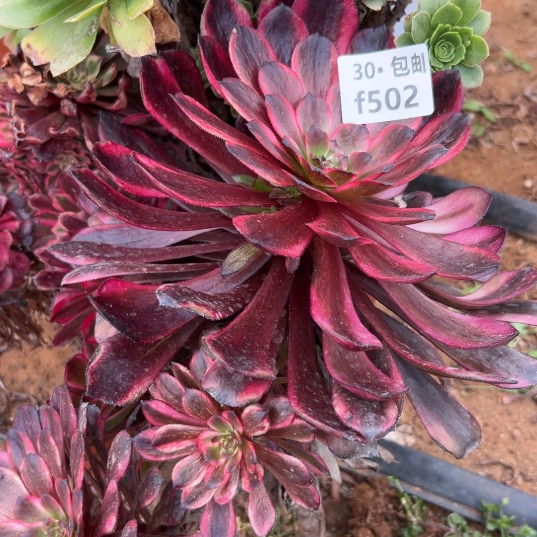 502火烧云多肉法师