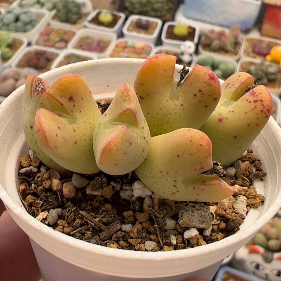 514多肉植物组合