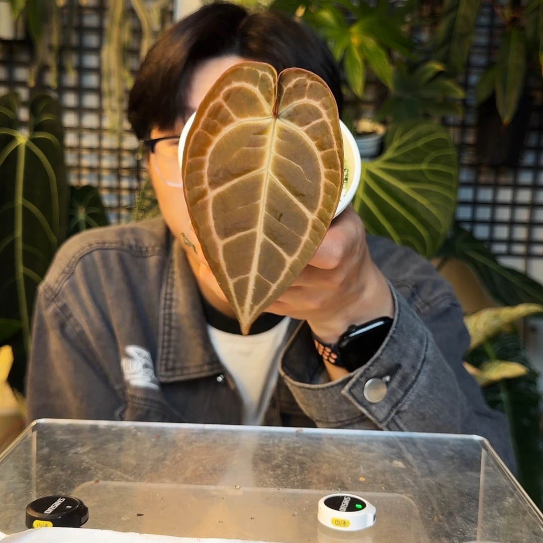 完全开放Q144粉脉小钻石