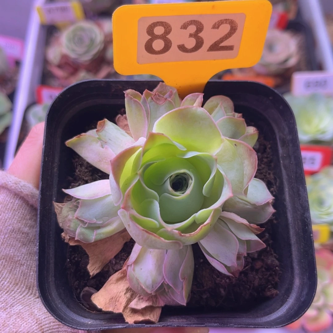 山地玫瑰一物一拍832