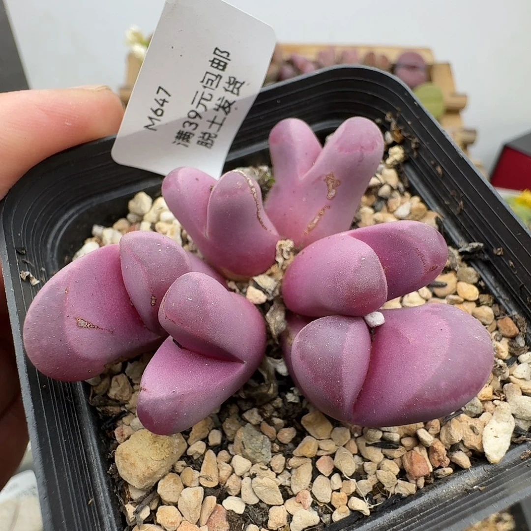 647多肉哈哈哈哈哈哈哈