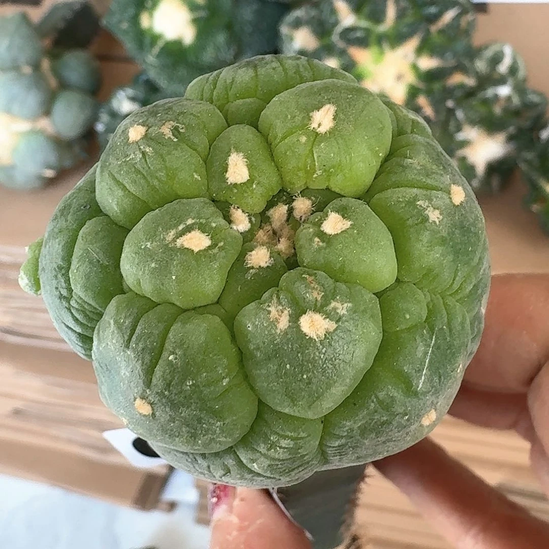 【闪购商品】无花朵苗接大尤皱尤鲜014