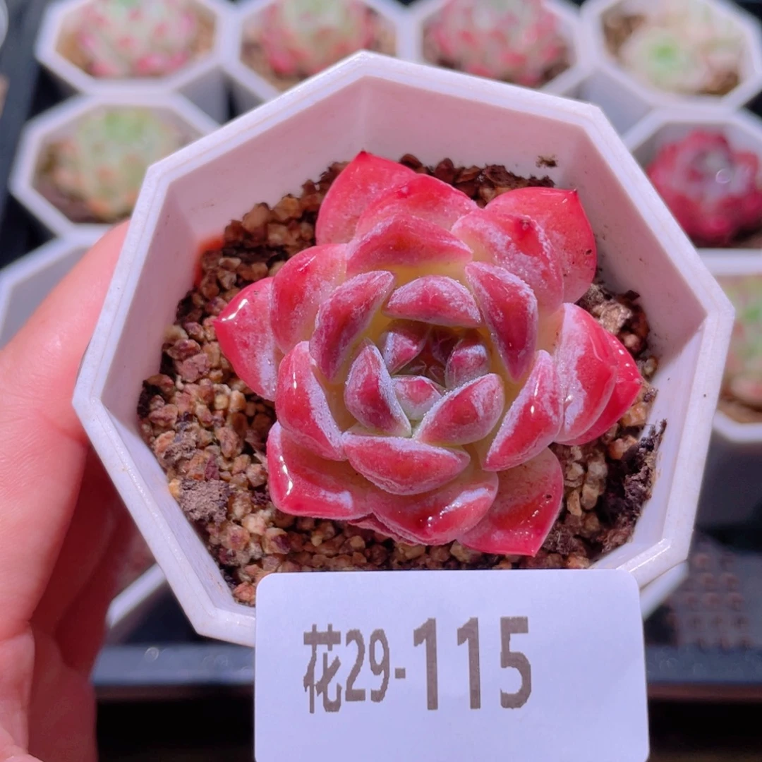 花利美29-115精选糖心