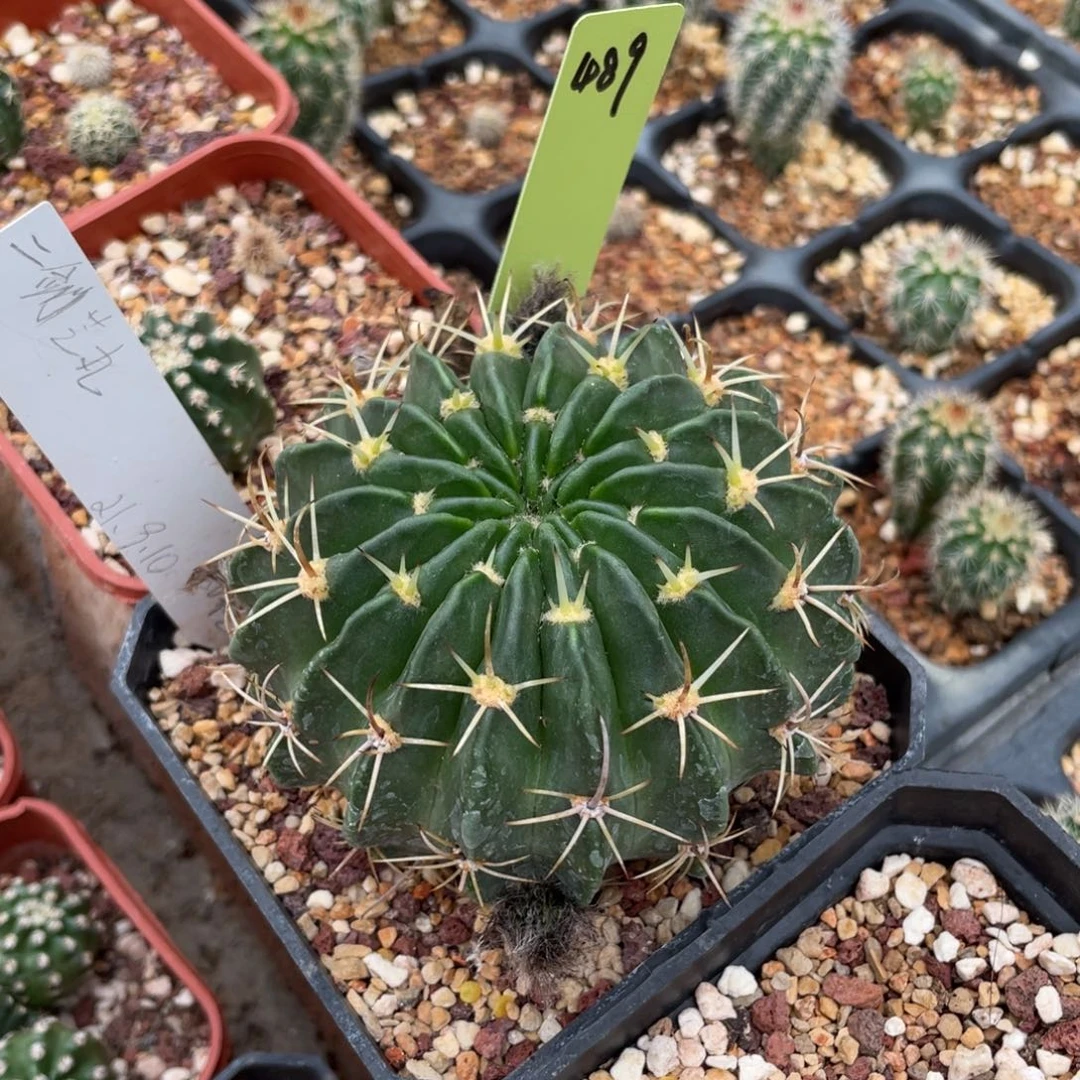 剑芒丸仙人球实生仙人球