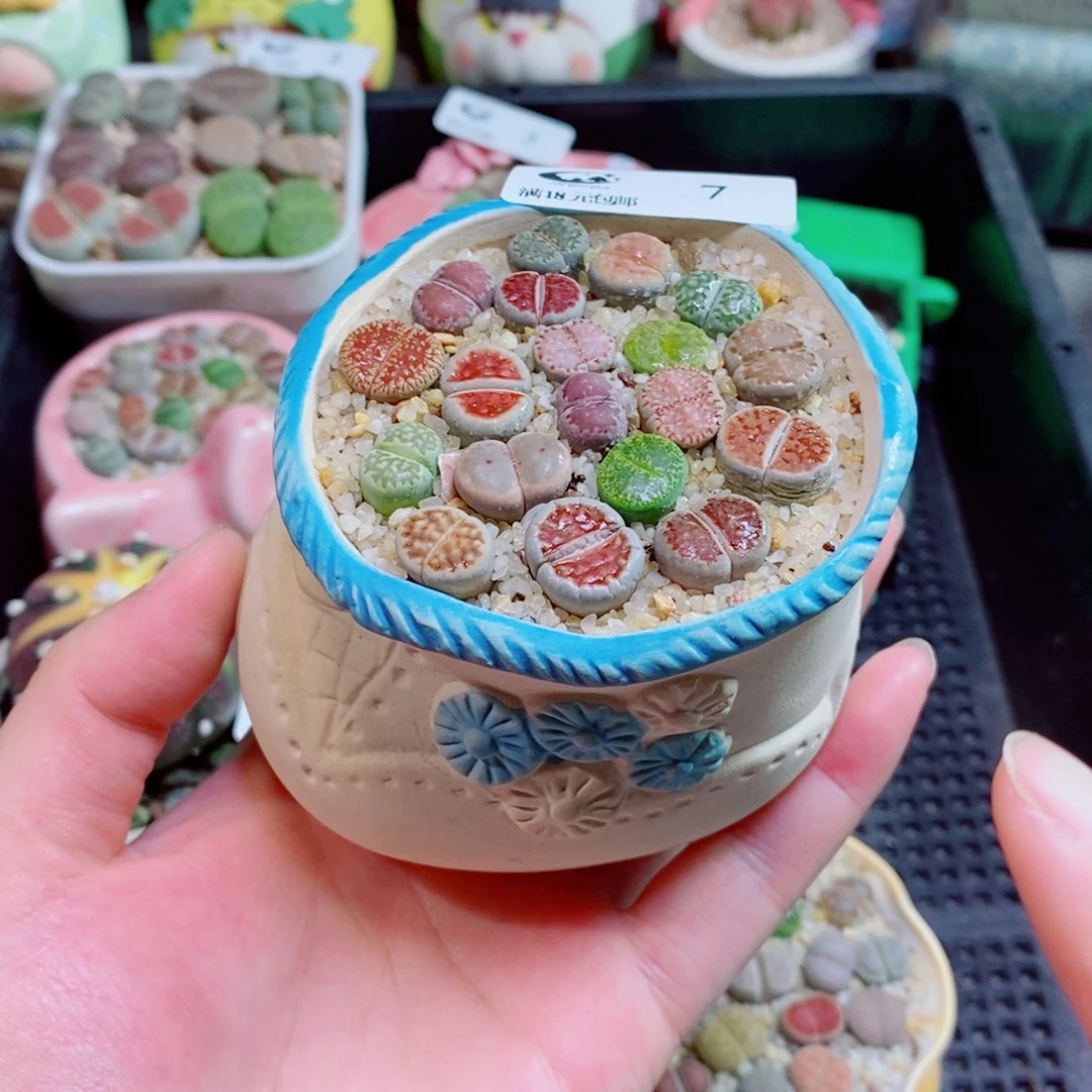 生石花花花花花花7