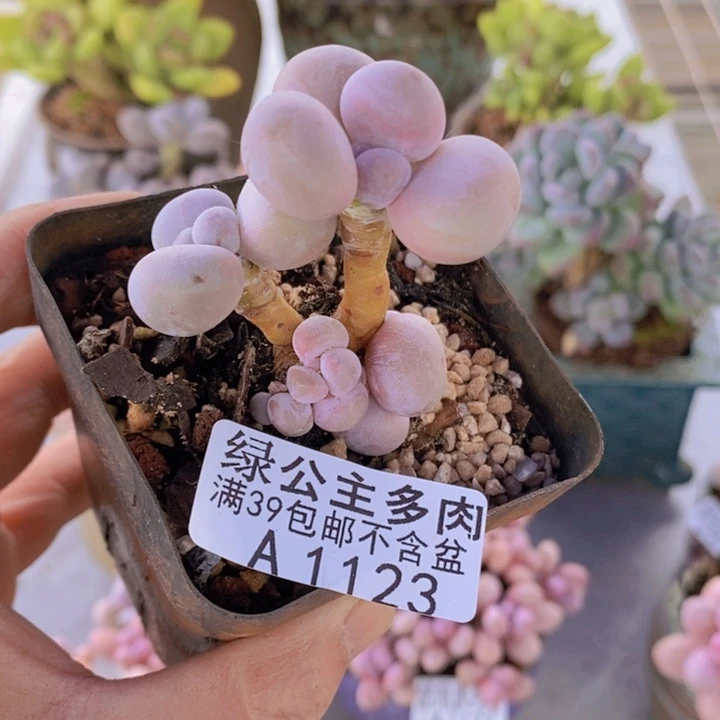 橙奶4cm1123多肉植物