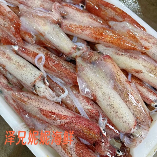 汕尾本港野生照灯活冻鱿鱼  包脆包不缩水
