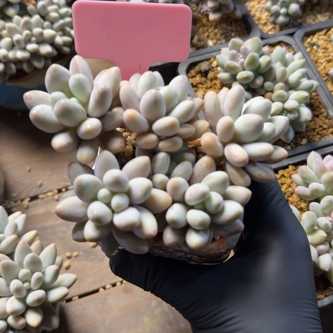 粉色恋人1111111111111111111