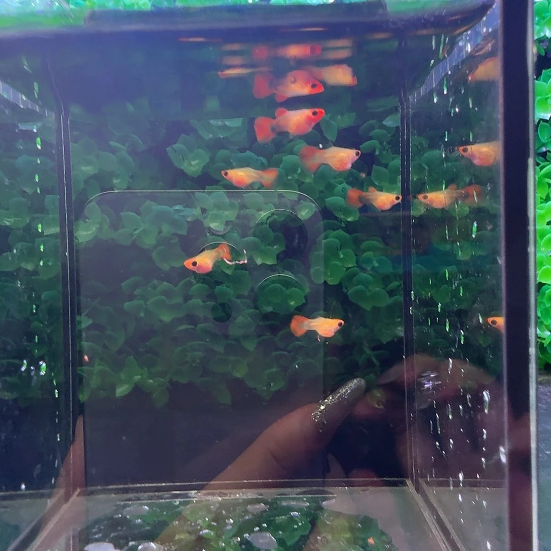 小***云孔雀鱼深海蓝球苗6条