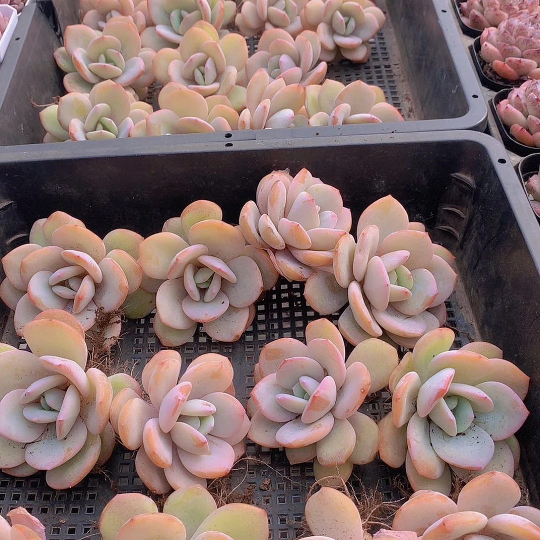 中号奶茶234678990000