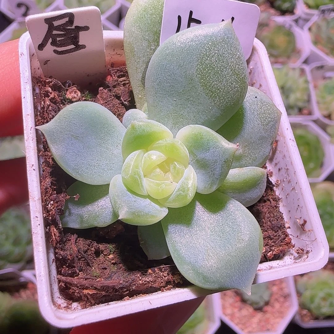 白昼15-16单头群生不包整
