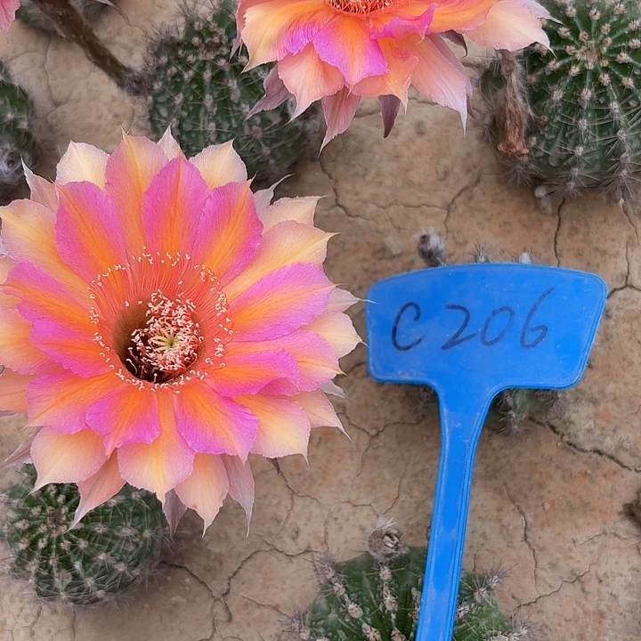 C206,046一颗瑕疵歪头4cm