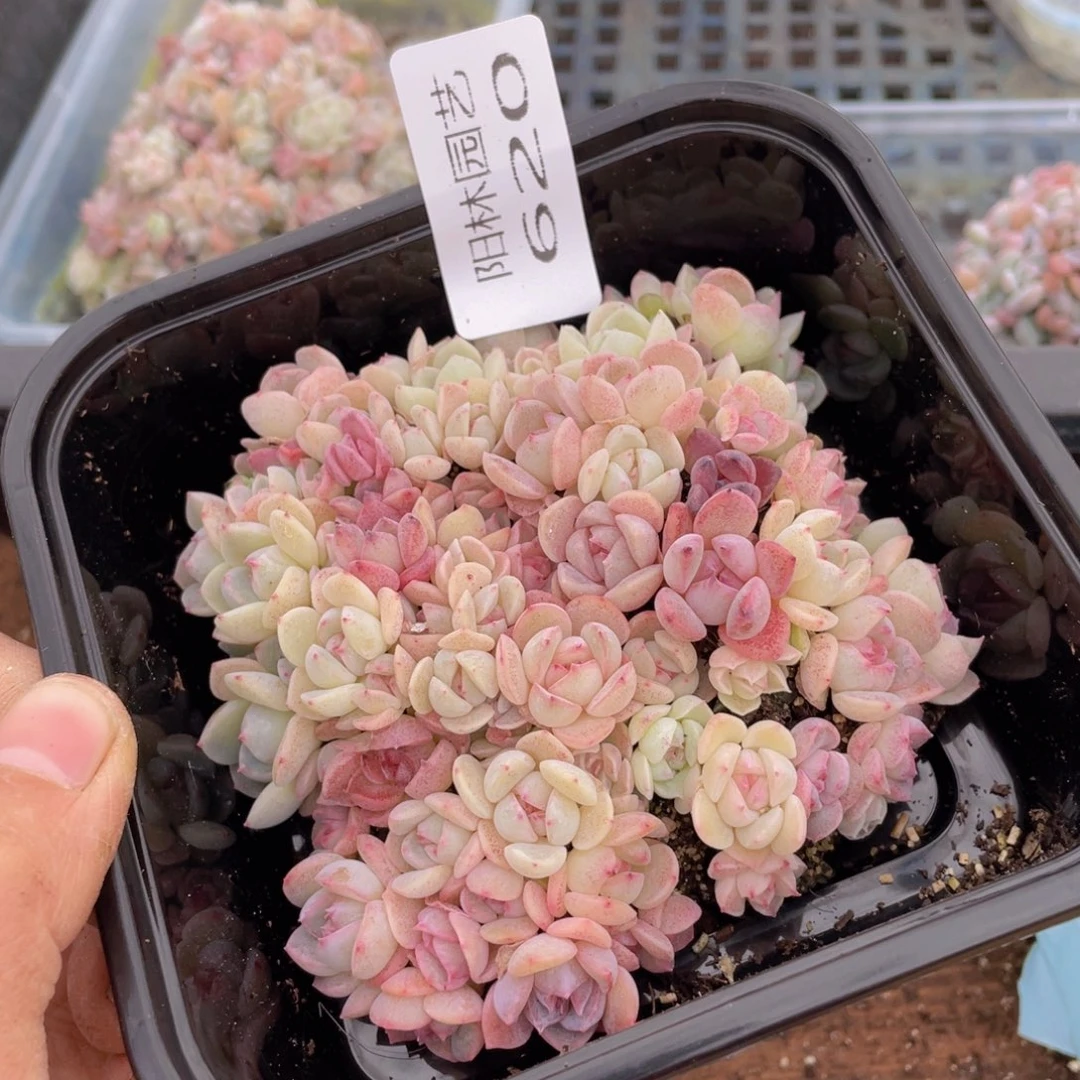 多肉植物多肉植物620