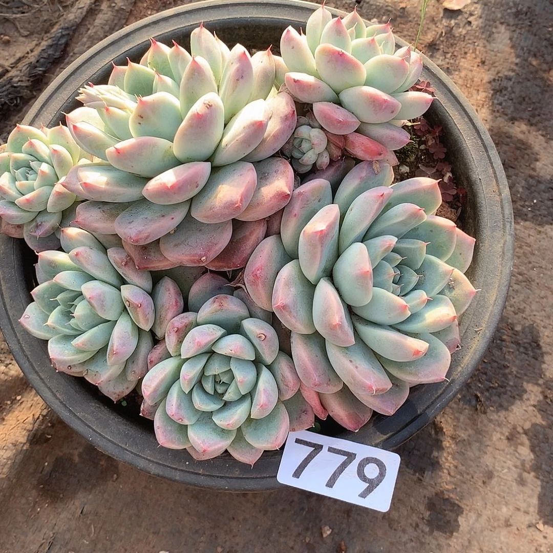 779阿尔巴一物一拍多肉