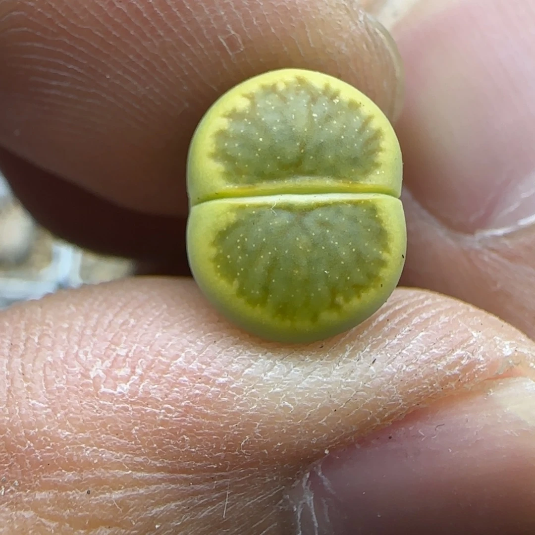 212 生石花大棚直播