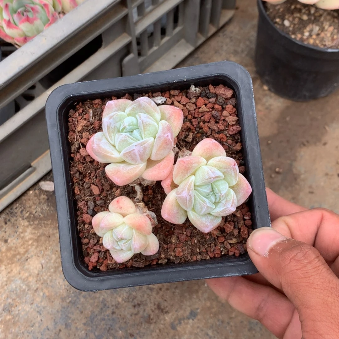 清洁的小细节和细腻细节