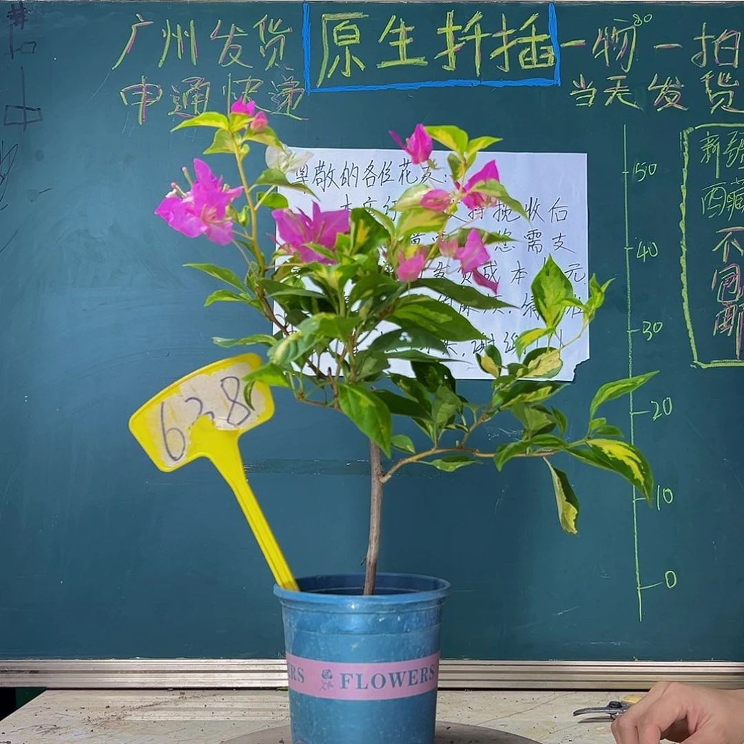当前无花栽培后可以开花  金心双色 有瑕疵  638