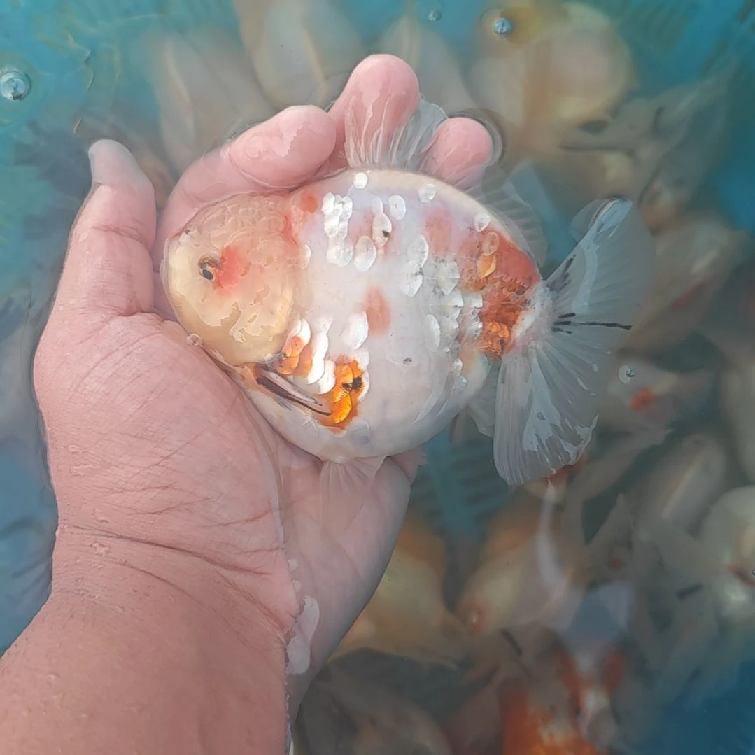 闪鳞樱花泰狮金鱼将军
