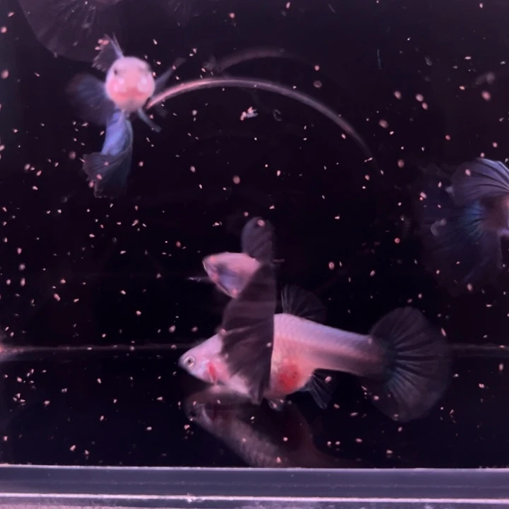 孔雀鱼大耳半月尾蓝玫瑰2对被损1公