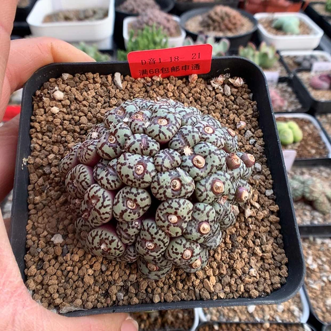 【闪购商品】1-18-21 安贞一群 120