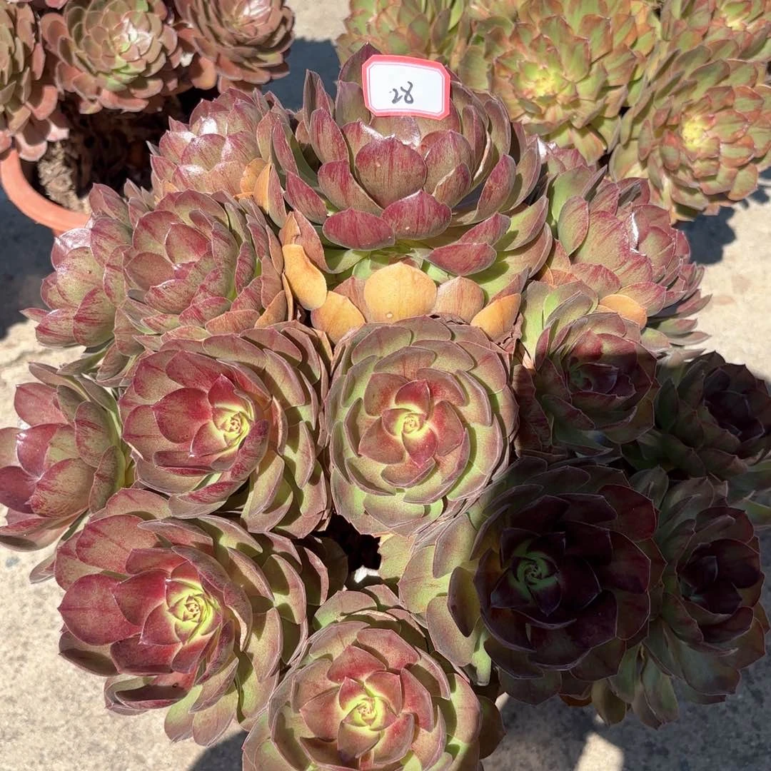 无花朵28黑膜多肉植物