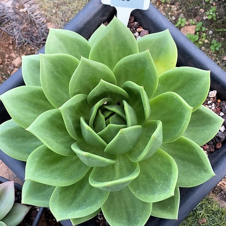 058-直播福利 翠鸟