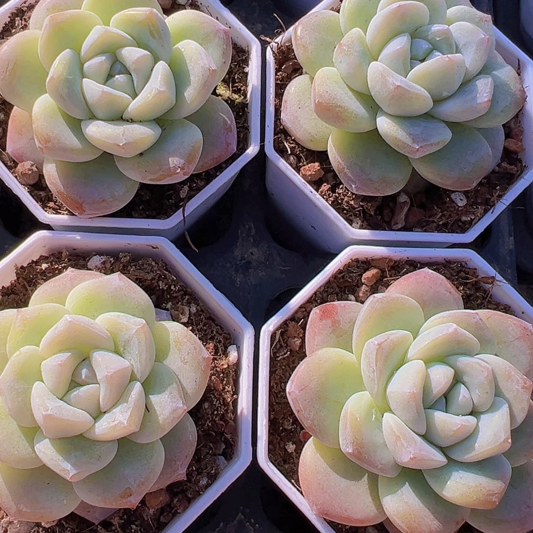 钻石冰玉单头2颗多肉