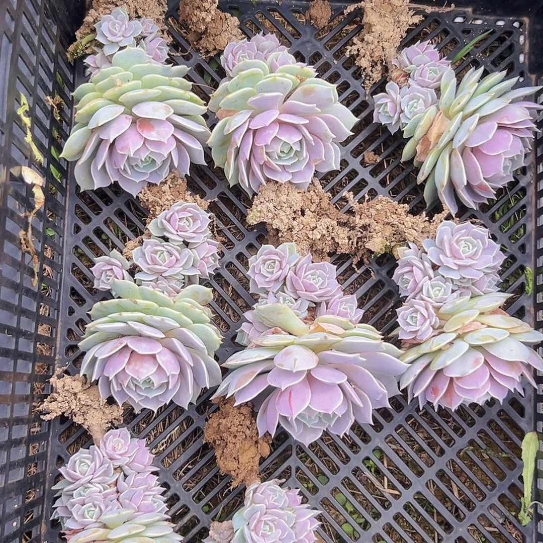 露那莲一颗单头带很多崽