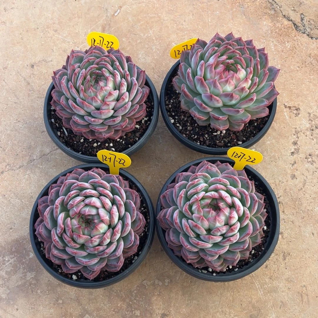 12-17-22四颗草莓樱桃多肉植物