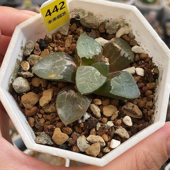 442火凤凰克锦一物一拍