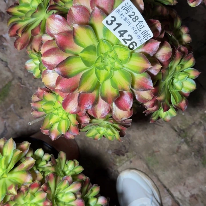 31426韶华不包断枝