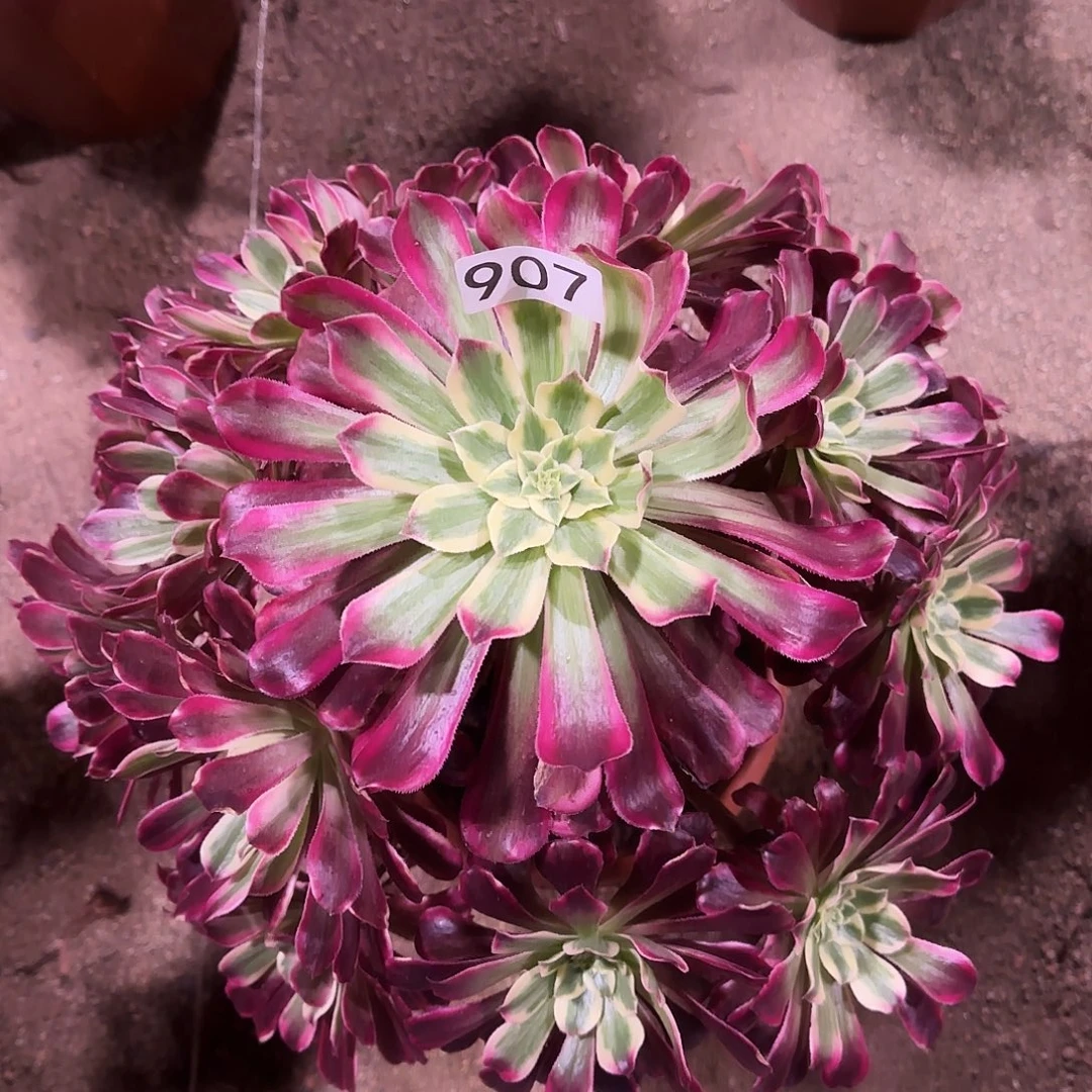 多肉植物波斯907法师