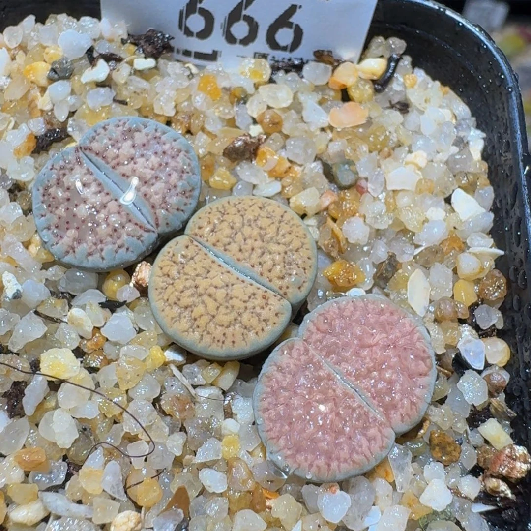 Ssss精品生石花666