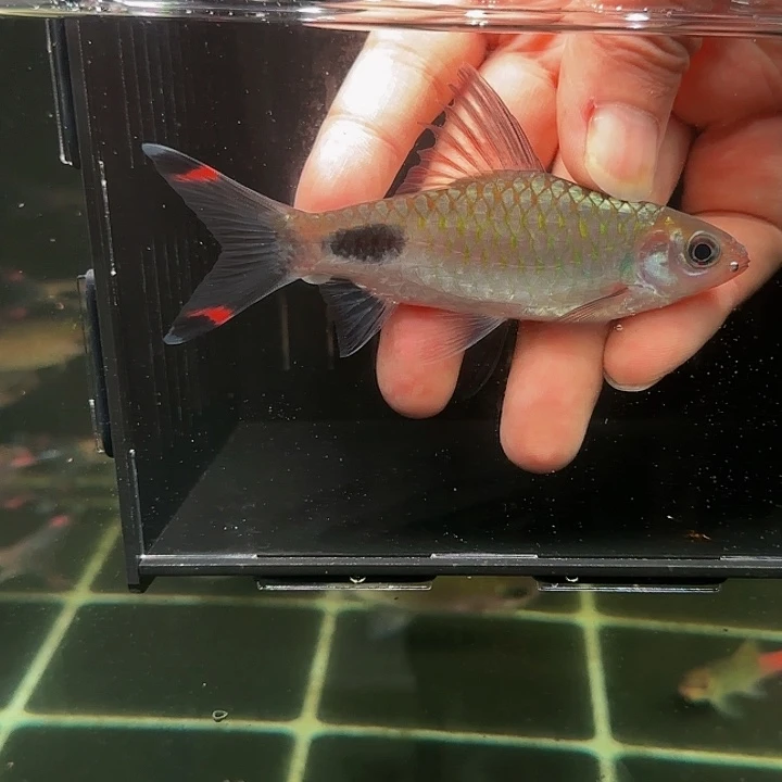 吉罗鱼百益城红钻公子12厘米