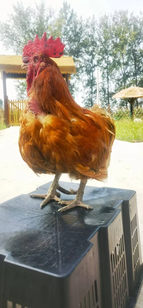 农家散养溜达公鸡