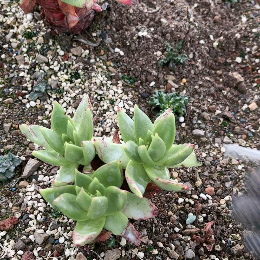 @***姐9344坎代仙女杯多肉